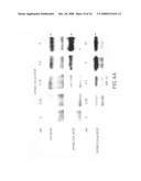 Cysteine-containing peptide tag for site-specific conjugation of proteins diagram and image