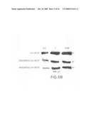 Cysteine-containing peptide tag for site-specific conjugation of proteins diagram and image