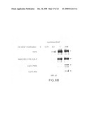 Cysteine-containing peptide tag for site-specific conjugation of proteins diagram and image