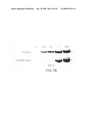 Cysteine-containing peptide tag for site-specific conjugation of proteins diagram and image