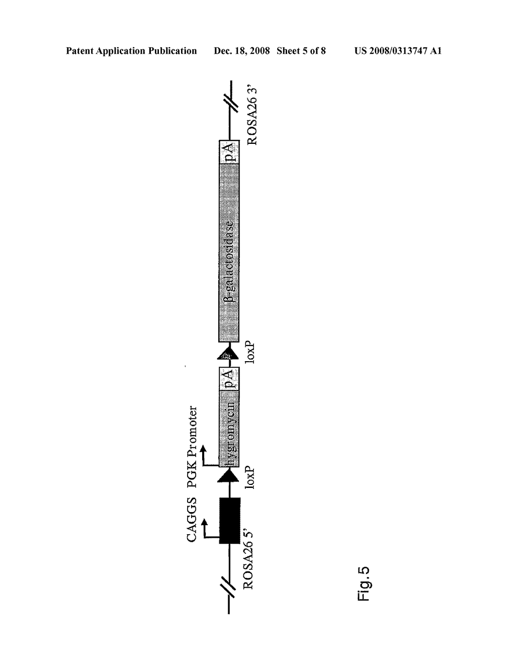 Targeted Transgenesis of Short Hairpin Rna Expression Cassettes Using Recombinase Mediated Cassette Exchange - diagram, schematic, and image 06