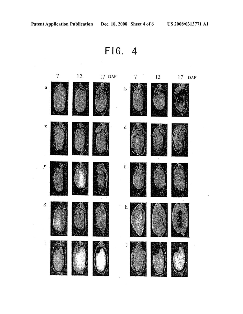 SEED-SPECIFIC GENE PROMOTERS AND USES THEREOF - diagram, schematic, and image 05