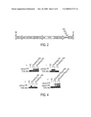 PRODUCTION OF ARTIFICIAL MICRORNAS USING SYNTHETIC MICRORNA PRECURSORS diagram and image