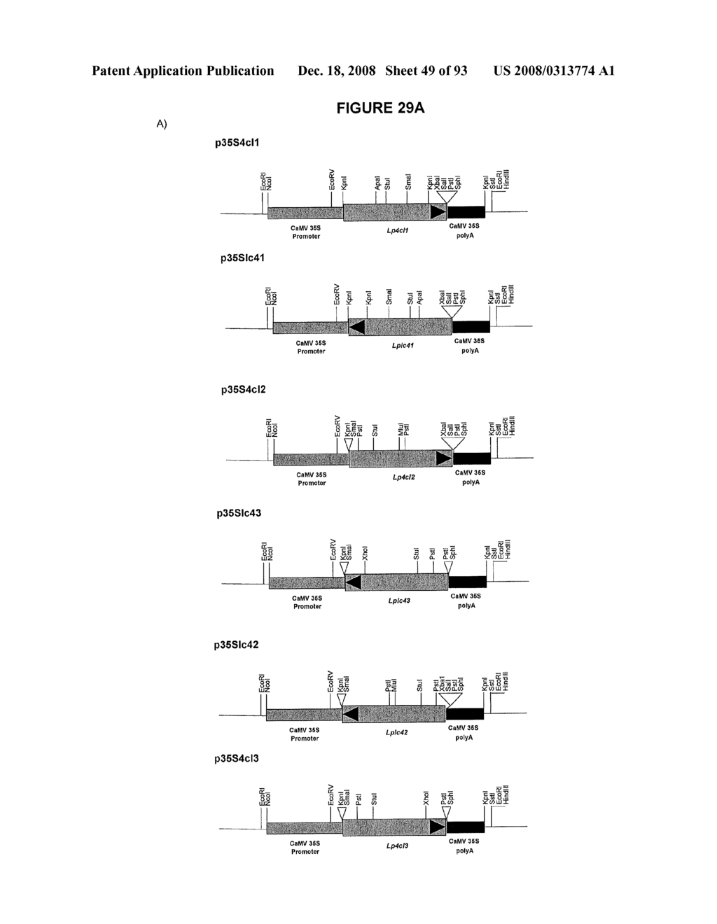 Modification of lignin biosynthesis - diagram, schematic, and image 50