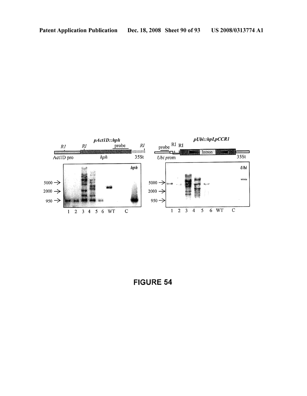 Modification of lignin biosynthesis - diagram, schematic, and image 91