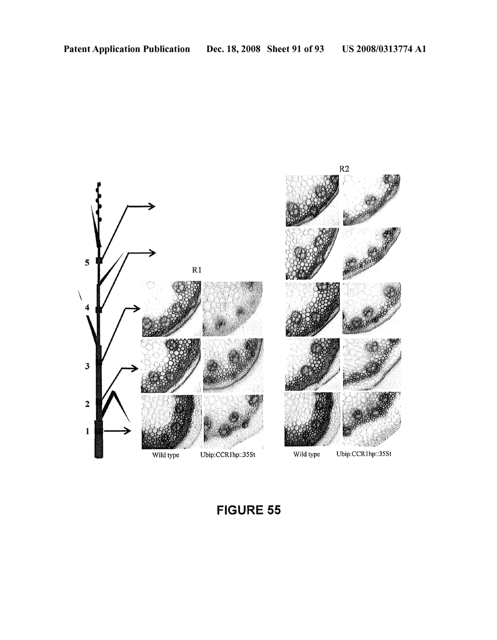 Modification of lignin biosynthesis - diagram, schematic, and image 92