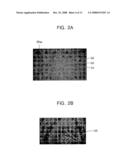 METHOD OF FABRICATING POLYCRYSTALLINE SILICON, TFT FABRICATED USING THE SAME, METHOD OF FABRICATING THE TFT, AND ORGANIC LIGHT EMITTING DIODE DISPLAY DEVICE INCLUDING THE TFT diagram and image