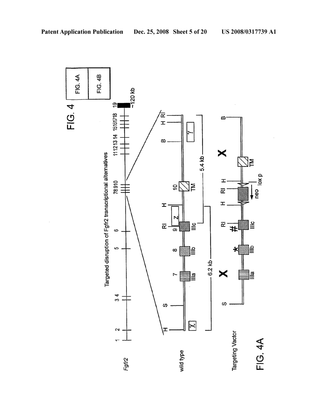 Method for Treating Skeletal Disorders Resulting from Fgfr Malfunction - diagram, schematic, and image 06