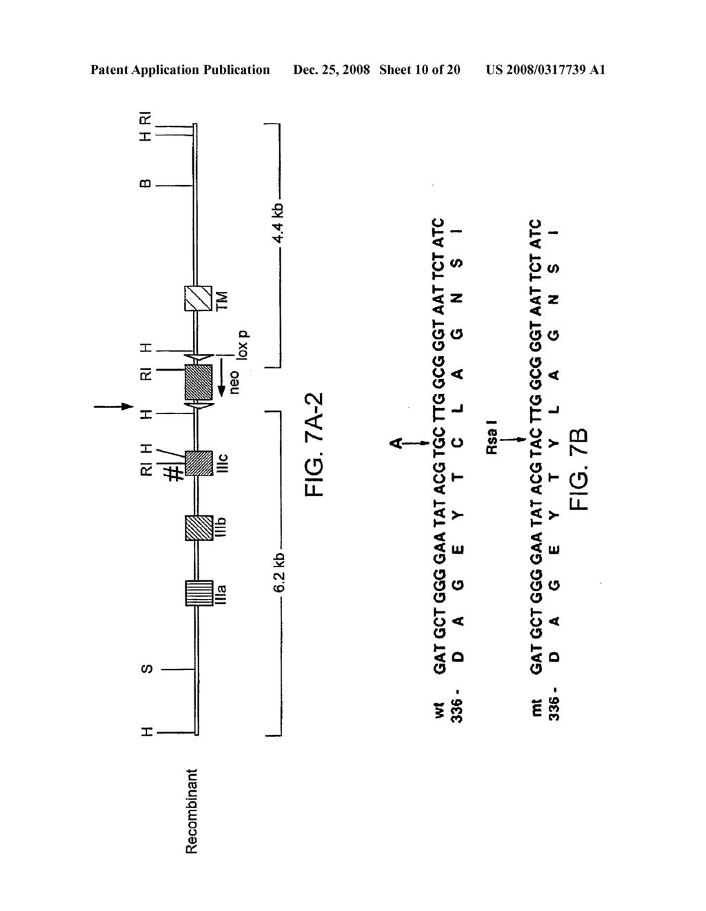 Method for Treating Skeletal Disorders Resulting from Fgfr Malfunction - diagram, schematic, and image 11