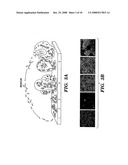 Induction of a physiological dispersion response in bacterial cells in a biofilm diagram and image