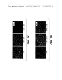 Induction of a physiological dispersion response in bacterial cells in a biofilm diagram and image