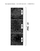 Induction of a physiological dispersion response in bacterial cells in a biofilm diagram and image