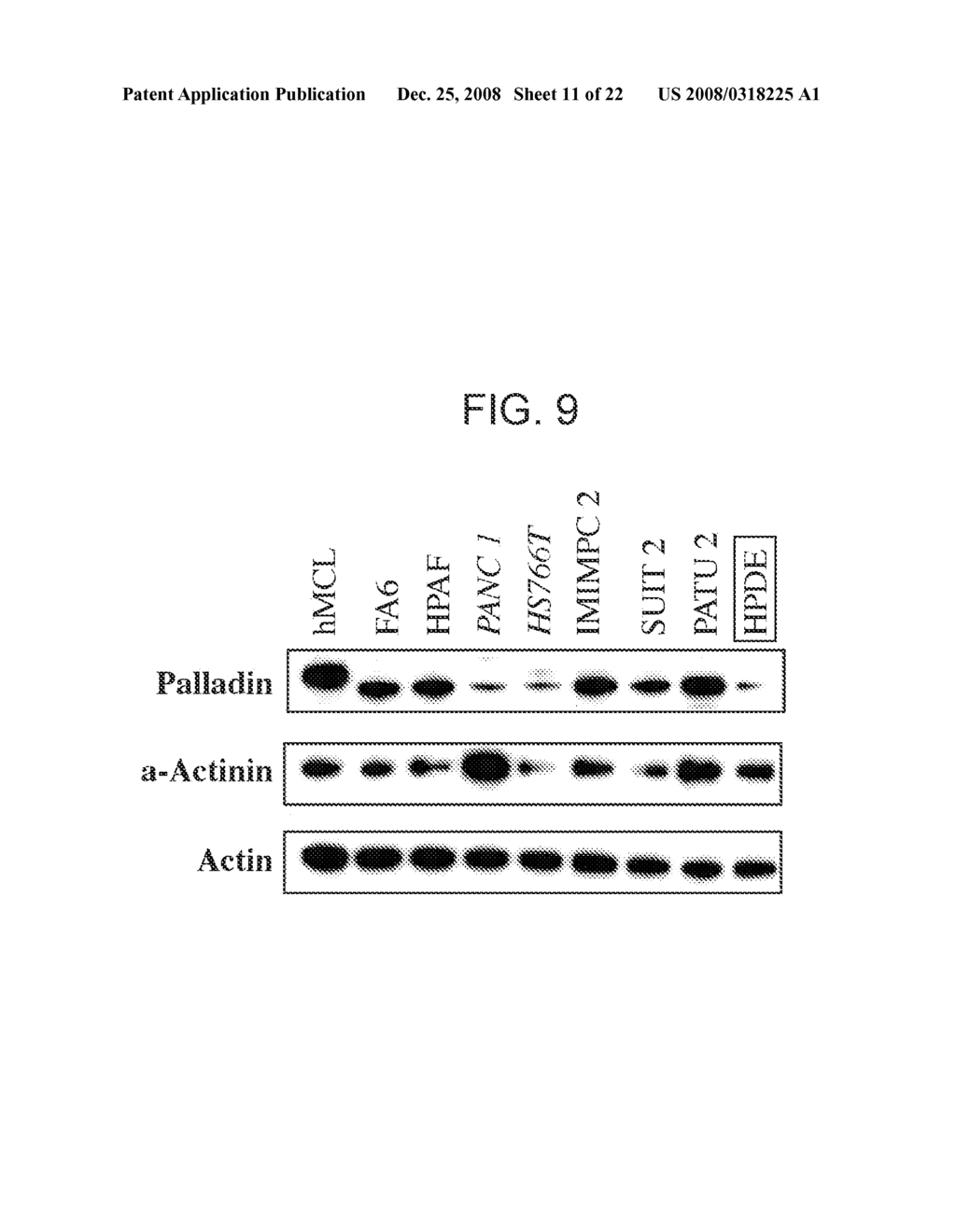 COMPOSITIONS AND METHODS FOR DETECTING CANCER - diagram, schematic, and image 12