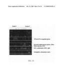 Biomarkers and methods for determining sensitivity to microtubule-stabilizing agents diagram and image