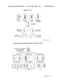 Chromosomal Analysis By Molecular Karyotyping diagram and image