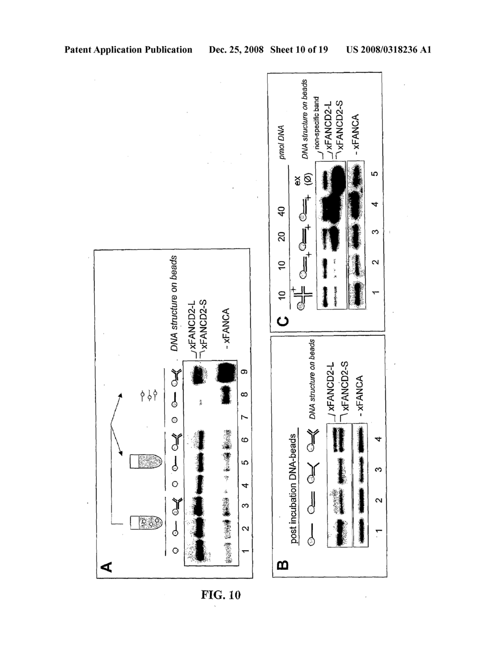 Cell Free Screening Assay and Methods of Use - diagram, schematic, and image 11