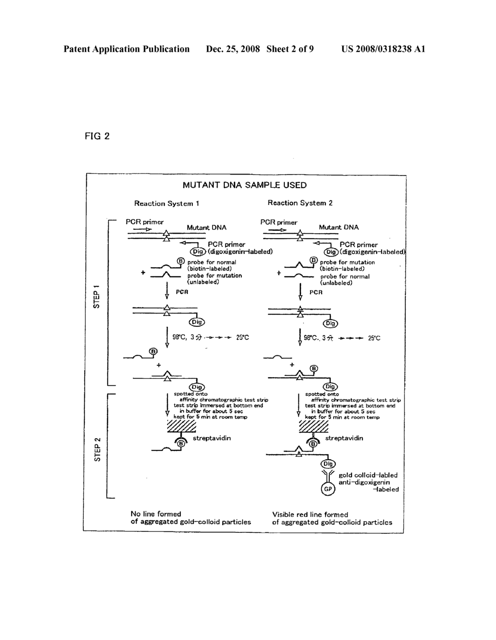 METHOD OF DETECTING GENE MUTATION - diagram, schematic, and image 03