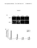 Methods and Systems for Detecting Antiangiogenesis diagram and image