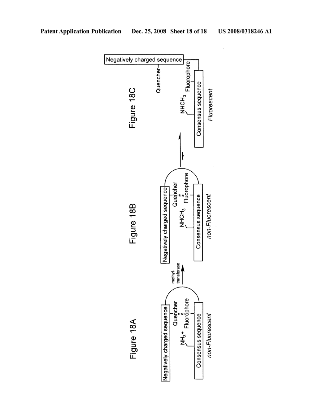 Deeply quenched enzyme sensors - diagram, schematic, and image 19