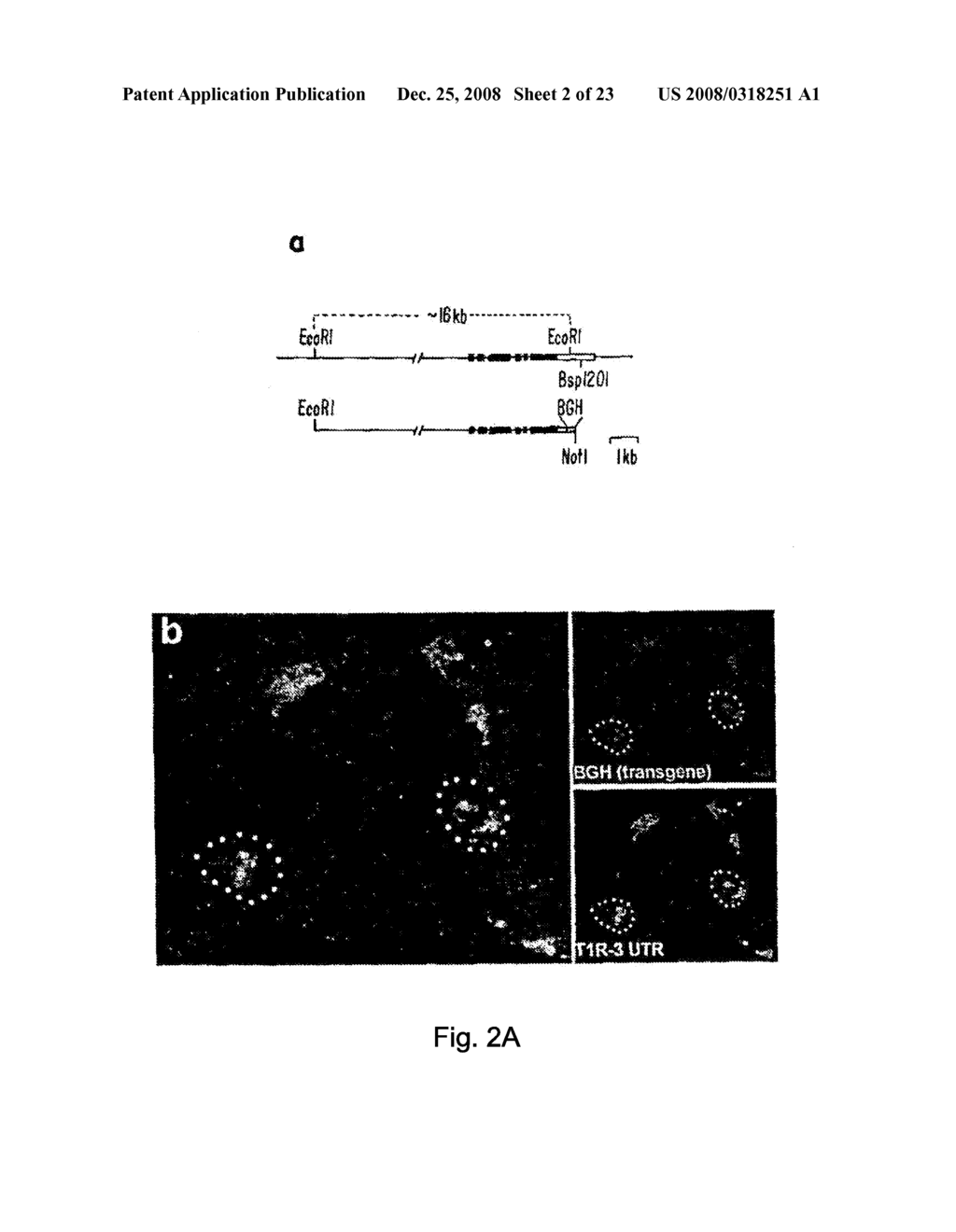 Mammalian Sweet And Amino Acid Heterodimeric Taste Receptors - diagram, schematic, and image 03