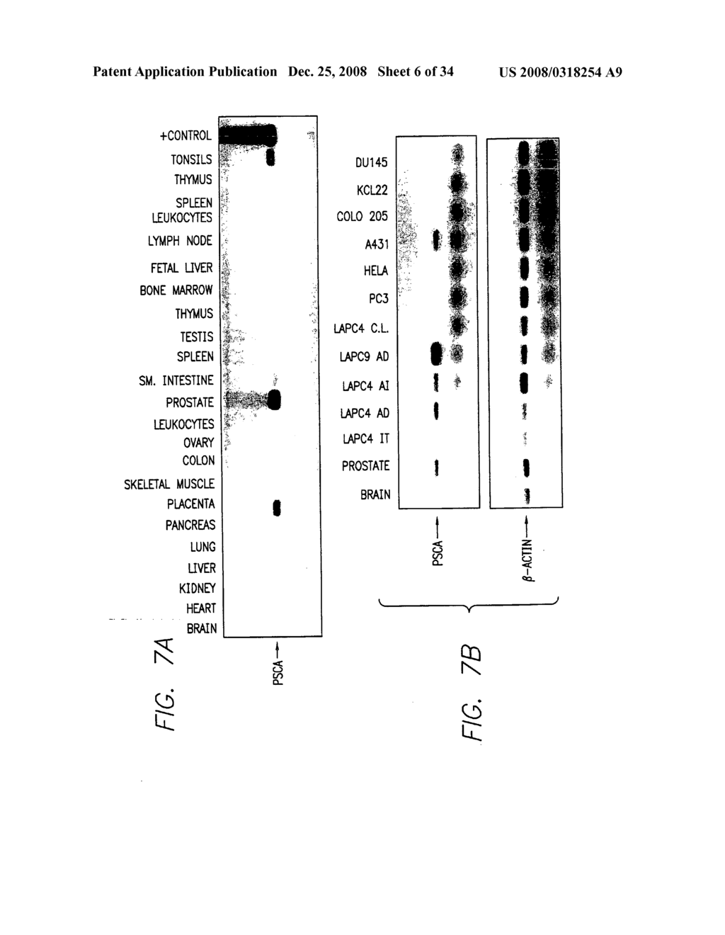 PSCA antibodies and hybridomas producing them - diagram, schematic, and image 07