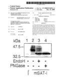 Mutant Glycoprotein Resistant to Modification with Asparagine-Linked Sugar Chain diagram and image