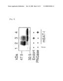 Mutant Glycoprotein Resistant to Modification with Asparagine-Linked Sugar Chain diagram and image