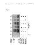 Mutant Glycoprotein Resistant to Modification with Asparagine-Linked Sugar Chain diagram and image