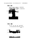 Antiproliferative activity of g-rich oligonucleotides and method of using same to bind to nucleolin diagram and image