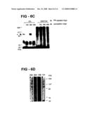 Antiproliferative activity of g-rich oligonucleotides and method of using same to bind to nucleolin diagram and image