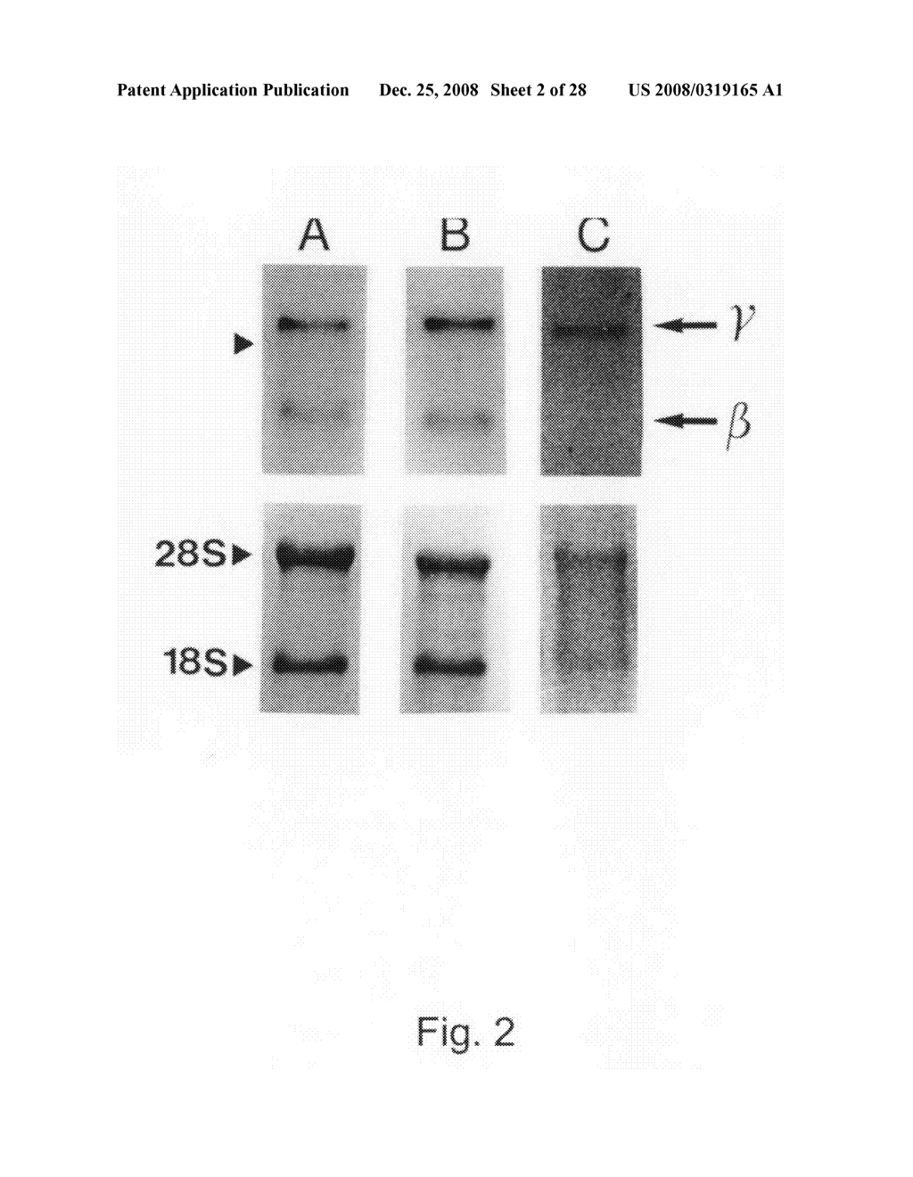 Nucleic acid molecule comprising a nucleic acid sequence coding for a chemokine, a neuropeptide precursor, or at least one neuropeptide - diagram, schematic, and image 03