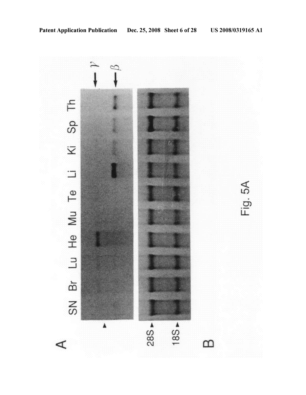 Nucleic acid molecule comprising a nucleic acid sequence coding for a chemokine, a neuropeptide precursor, or at least one neuropeptide - diagram, schematic, and image 07