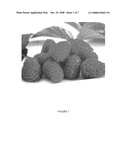 Raspberry variety named  Korere  diagram and image