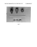 STRAWBERRY PLANT NAMED  CRISTAL  diagram and image