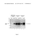 HSC70 directed diagnostics and therapeutics for multidrug resistant neoplastic disease diagram and image