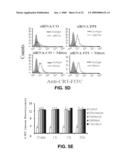 KIT FOR TREATING A HEALTH CONDITION BY INDUCING TRANSLOCATION OF AN ERP57 PROTEIN TO A CELLULAR MEMBRANE diagram and image