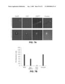 KIT FOR TREATING A HEALTH CONDITION BY INDUCING TRANSLOCATION OF AN ERP57 PROTEIN TO A CELLULAR MEMBRANE diagram and image