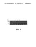 METHOD OF ENHANCING PROLIFERATION AND/OR HEMATOPOIETIC DIFFERENTIATION OF STEM CELLS diagram and image