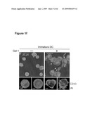 METHODS OF PREPARING A THERAPEUTIC FORMULATION COMPRISING GALECTIN-INDUCED TOLEROGENIC DENDRITIC CELLS diagram and image