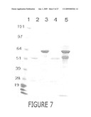 PURIFICATION OF IMMUNOGLOBULINS USING AFFINITY CHROMATOGRAPHY AND PEPTIDE LIGANDS diagram and image