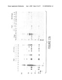 PURIFICATION OF IMMUNOGLOBULINS USING AFFINITY CHROMATOGRAPHY AND PEPTIDE LIGANDS diagram and image