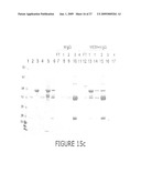 PURIFICATION OF IMMUNOGLOBULINS USING AFFINITY CHROMATOGRAPHY AND PEPTIDE LIGANDS diagram and image