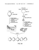 Methods for Making and Using Molecular Switches Involving Circular Permutation diagram and image