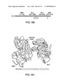 Methods for Making and Using Molecular Switches Involving Circular Permutation diagram and image