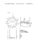 B-CYCLODEXTRIN DERIVATIVES AND THEIR USE AGAINST ANTHRAX LETHAL TOXIN diagram and image