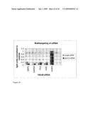 siRNa targeting neuropilin 1 (NRP1) diagram and image