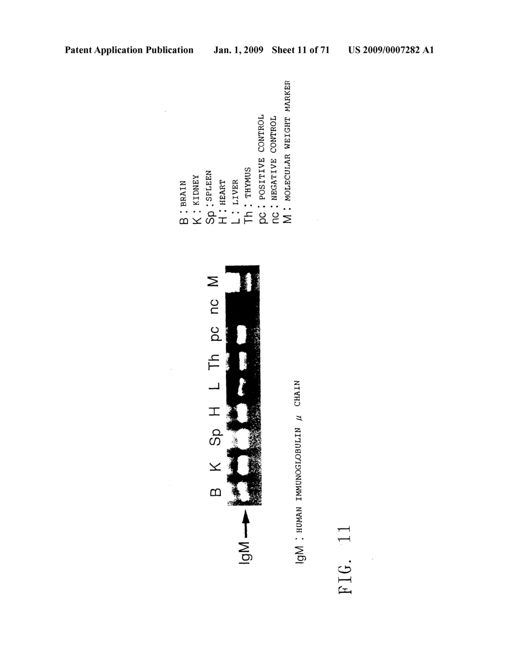 METHOD FOR MODIFYING CHROMOSOMES - diagram, schematic, and image 12