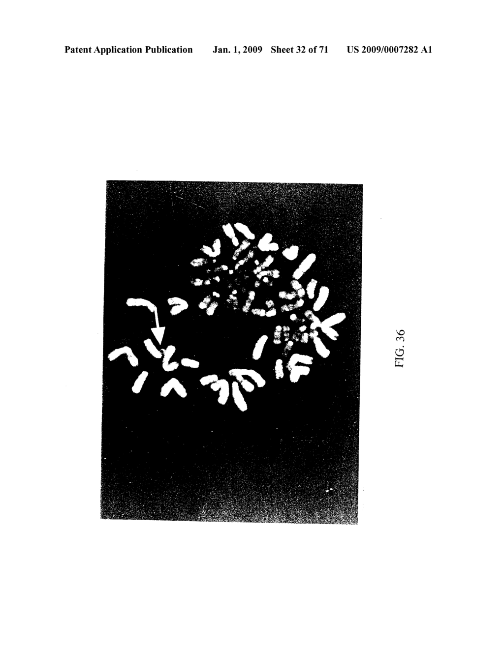 METHOD FOR MODIFYING CHROMOSOMES - diagram, schematic, and image 33