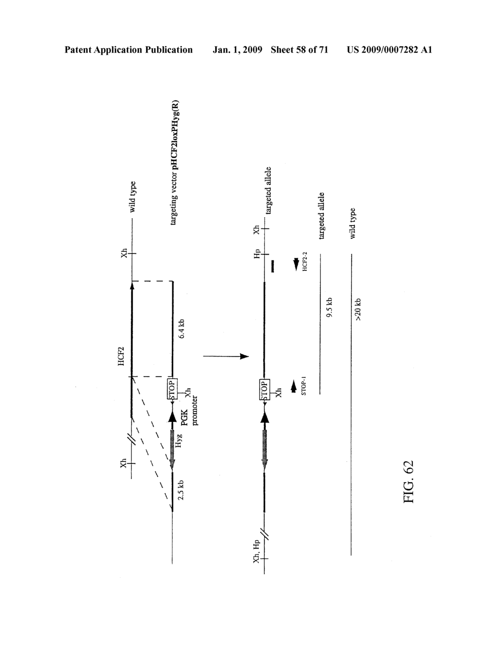 METHOD FOR MODIFYING CHROMOSOMES - diagram, schematic, and image 59