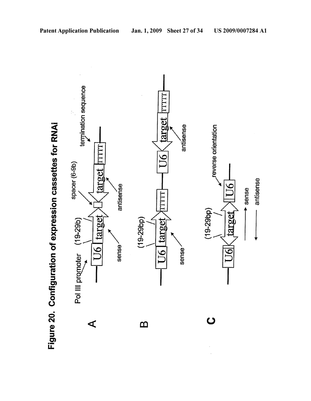 TRANSGENIC ORGANISM - diagram, schematic, and image 28